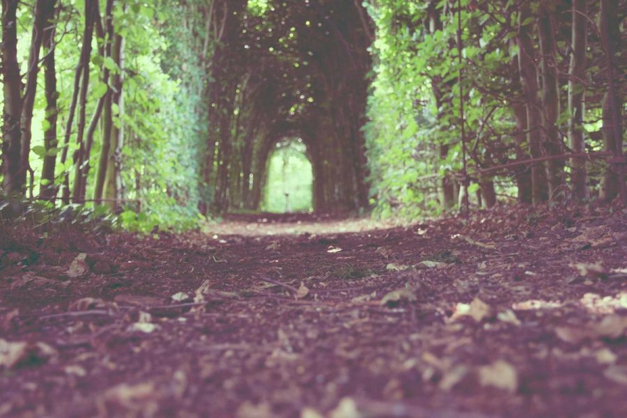 Crunchy Salads That Satisfy Hunger