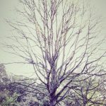 Fresh 2 Plate: Keto-Friendly Meals