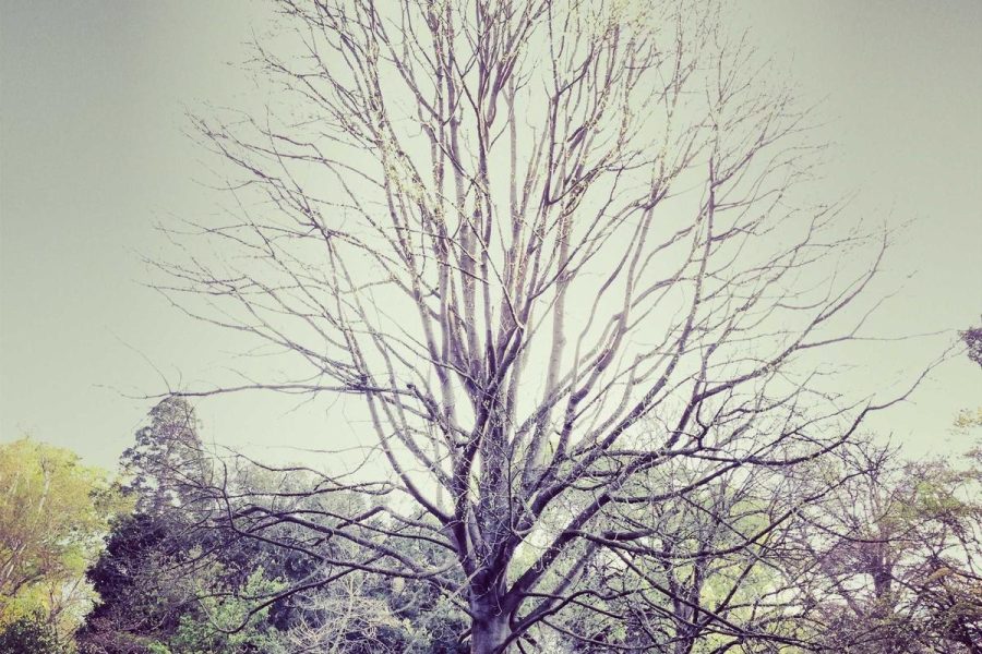 Fresh 2 Plate: Keto-Friendly Meals