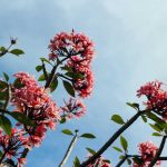 Fresh 2 Plate: Plant-Based Comfort Food