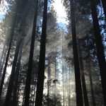 Rainbow Buddha Bowls for Every Meal