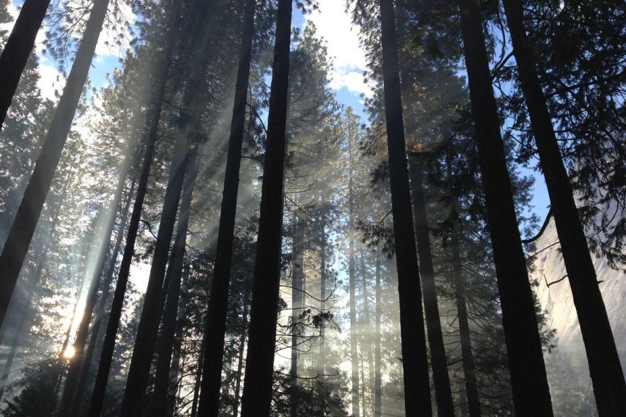 Rainbow Buddha Bowls for Every Meal