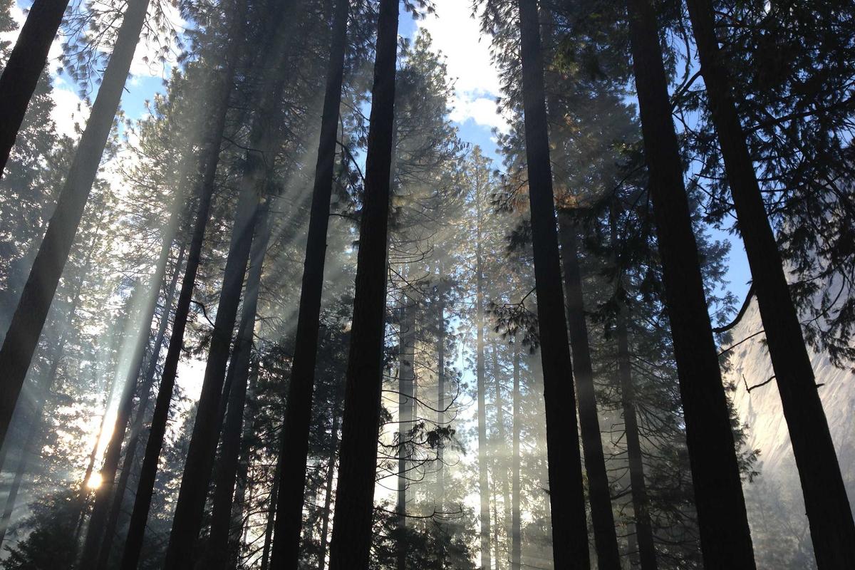 Rainbow Buddha Bowls for Every Meal