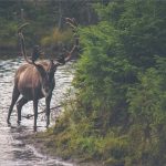 Recipes Using Ingredients Straight From the Market